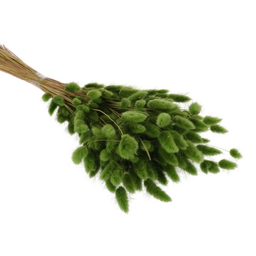 Lagurus Trockengras