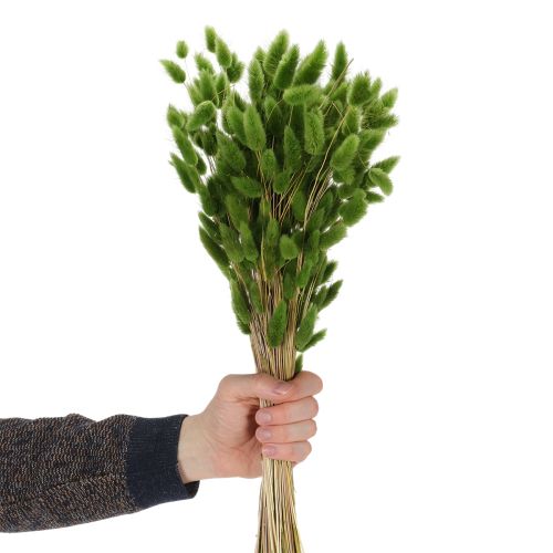 Lagurus Trockengras