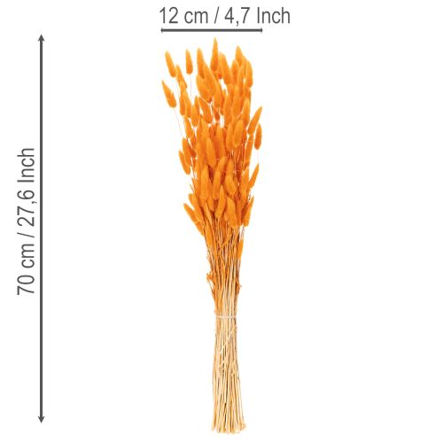 Lagurus-Bund Samtgras getrocknet 70 cm 100 g Orange | Floristik21.de