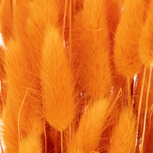 Lagurus-Bund Samtgras getrocknet 70 cm 100 g Orange | Floristik21.de