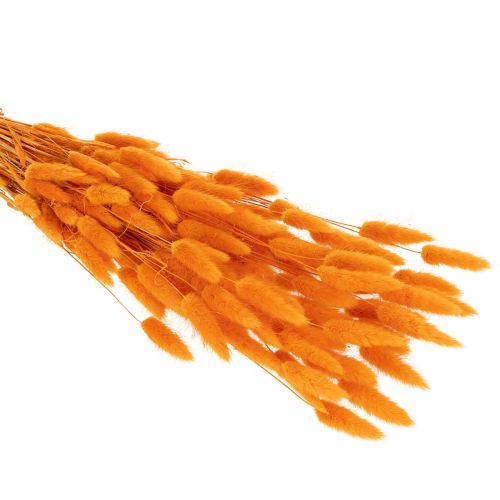 Lagurus-Bund Samtgras getrocknet 70 cm 100 g Orange | Floristik21.de