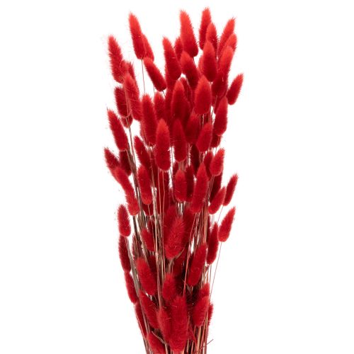 Lagurus getrocknet rot 70 cm 100 g Trockenblumen-Bund