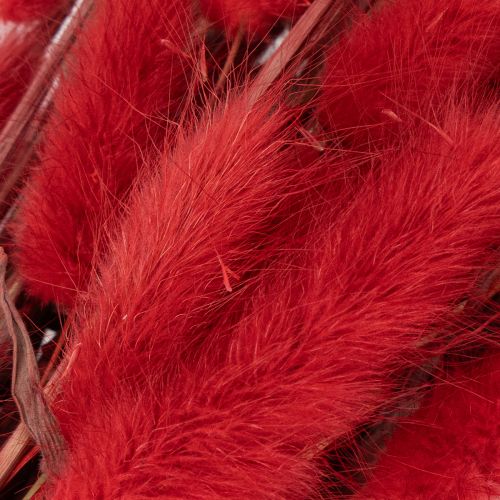Lagurus getrocknet rot 70 cm 100 g Trockenblumen-Bund | Floristik21.de
