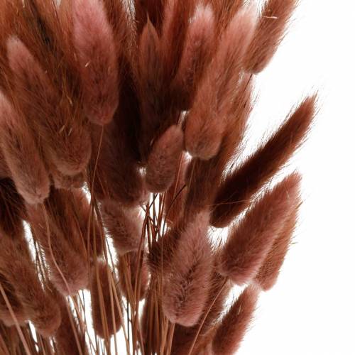 Floristik21 Trockenfloristik Hasenschwanz-Gras Lagurus Rotbraun 100g
