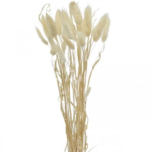 Floristik21 Lagurus getrocknet Deko, Samtgras, Hasenschwanzgras, Trockendeko Gebleicht L20–60cm 30 St