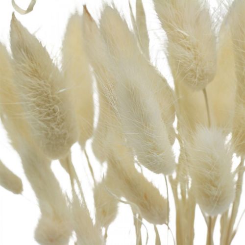 Floristik21 Lagurus getrocknet Deko, Samtgras, Hasenschwanzgras, Trockendeko Gebleicht L20–60cm 30 St