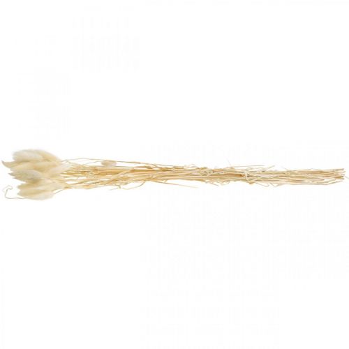 Floristik21 Lagurus getrocknet Deko, Samtgras, Hasenschwanzgras, Trockendeko Gebleicht L20–60cm 30 St