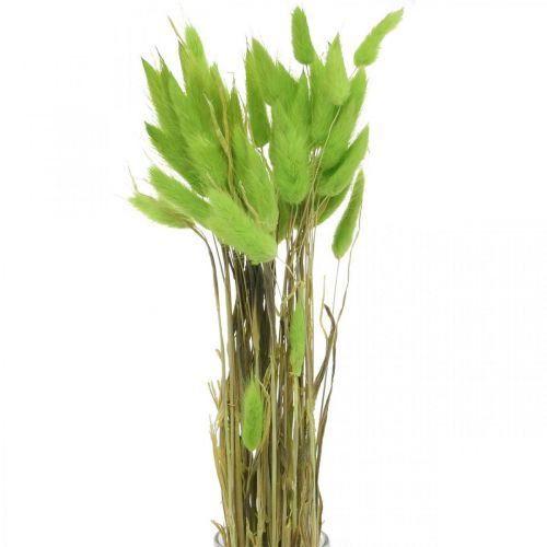 Samtgras Grün, Lagurus, Trockendeko, getrocknetes Süßgras L18-50cm 25g