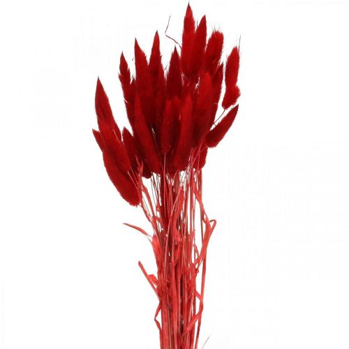 Artikel Deko-Gras Rot, Lagurus, Samtgras, Trockenfloristik L30–50cm 20g