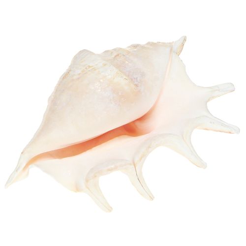 Floristik21 Lambis Meeresschnecke Natur Deko 14cm 10 St