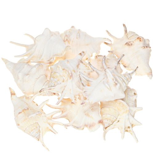 Artikel Lambis Meeresschnecke Natur Deko 14cm 10 St