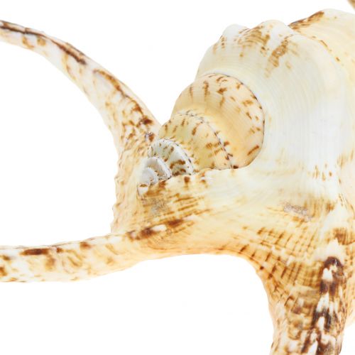 Lambis Meeresschnecke Natur 22cm