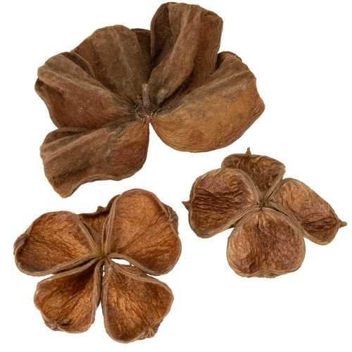 Floristik21 Landlotus Natur 50 St