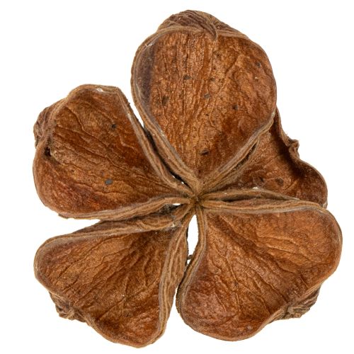 Floristik21 Landlotus Natur 50 St