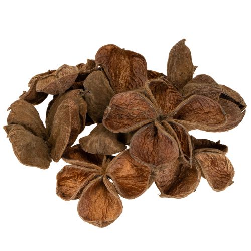 Floristik21 Landlotus Natur 50 St