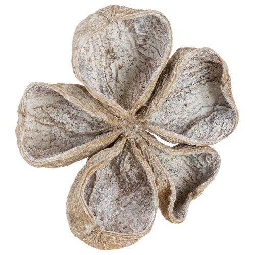 Landlotus Weiß gewaschen 6-12cm 50St | Floristik21.de