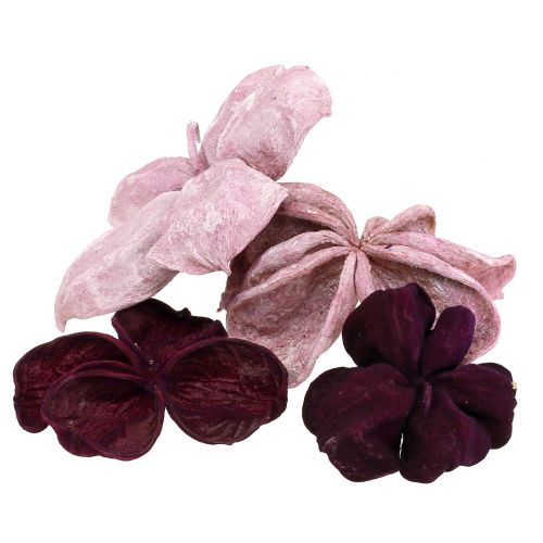 Landlotus Mix Brombeer, Altrosa 50St