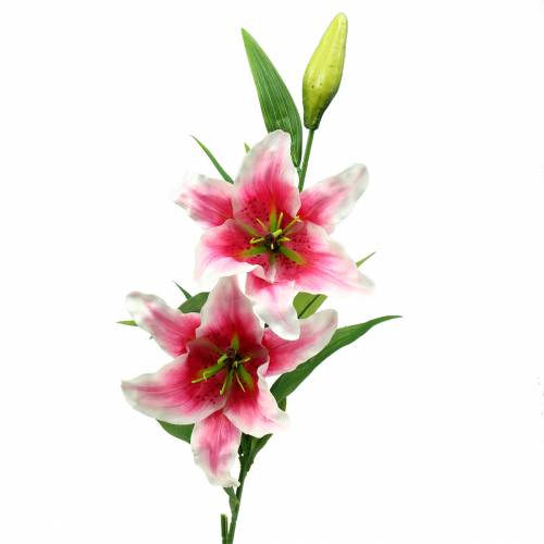 Floristik21 Orientalische Lilie "Stargazer" Weiß, Pink 86cm
