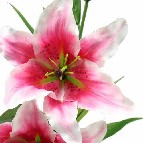 Artikel Orientalische Lilie "Stargazer" Weiß, Pink 86cm
