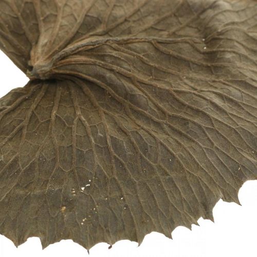 Artikel Lotusblätter getrocknet Natur Trockendeko Seerosenblatt 50 St