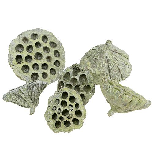 Floristik21 Lotos Kolben Mix Grün gewaschen Ø6cm - 10cm 50 St