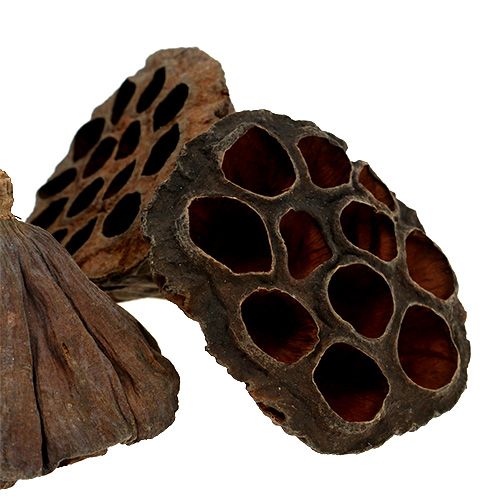 Artikel Lotos Kolben mittel 100 St Natur