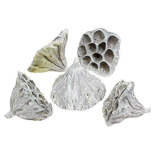 Lotos mittel Natur gefrostet 50St