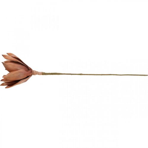 Floristik21 Lotusblume, Kunstpflanze, künstliche Lotusblüte Braun L64cm