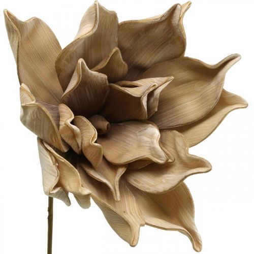 Floristik21 Lotusblume, Lotusblüte Deko, Kunstpflanze Beige L66cm