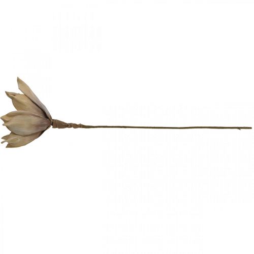 Floristik21 Lotusblume, Lotusblüte Deko, Kunstpflanze Beige L66cm
