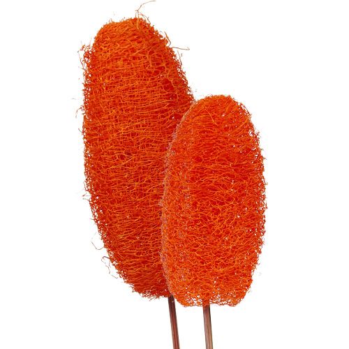 Floristik21 Luffa groß am Stiel Orange 25 St