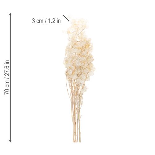 Artikel Lunaria Trockenblumen Mondviole Silberblatt getrocknet 60-80cm 30g