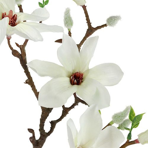 Floristik21 Magnolie Weiß 51cm 3St