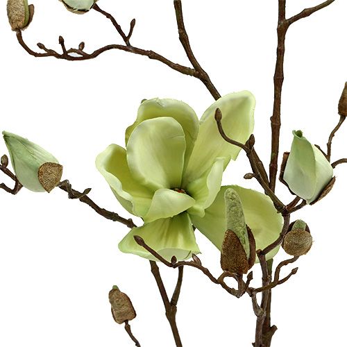 Floristik21 Magnolienzweig Grün L110cm