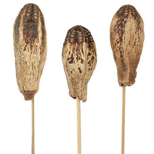 Floristik21 Mahagony Pods Schoten 45cm Naturdeko Trockenblumen 50 St