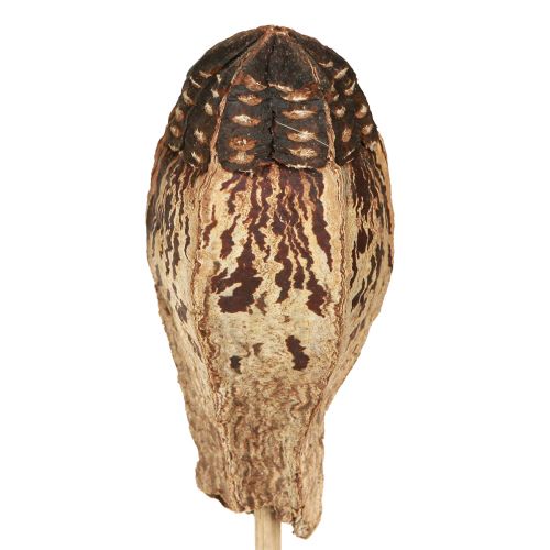 Artikel Mahagony Pods Schoten 45cm Naturdeko Trockenblumen 50 St