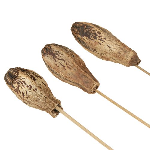 Artikel Mahagony Pods Schoten 45cm Naturdeko Trockenblumen 50 St