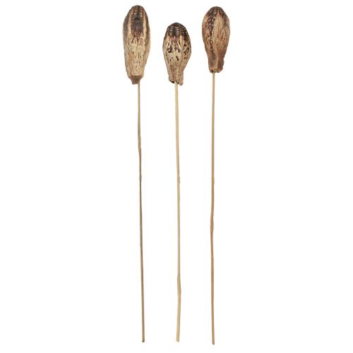 Artikel Mahagony Pods Schoten 45cm Naturdeko Trockenblumen 50 St
