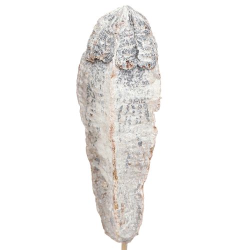 Artikel Mahagony Schoten Trocken Deko Natur Weiß 45cm 50 St Deko-Floristik Swietenia mahagoni