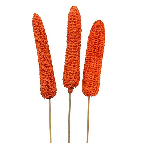 Floristik21 Maiskolben am Stiel Orange 20 St