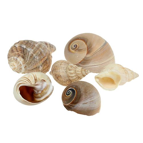 Maritim-Deko Muschelmix natur 400g Maritim-Deko Muschelmix natur 400g