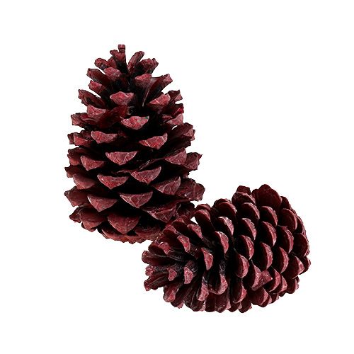 Floristik21 Maritima Zapfen 10-15cm Rot gefrostet 12 St
