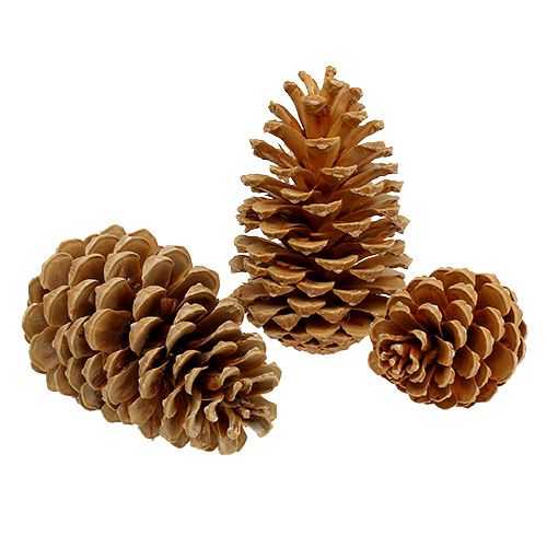 Floristik21 Maritima Zapfen Creme-Vanille gemischt 5-18cm 25 St