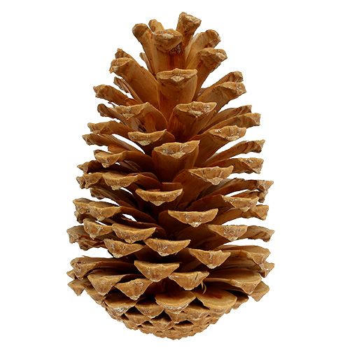 Artikel Maritima Zapfen Creme-Vanille gemischt 5-18cm 25 St