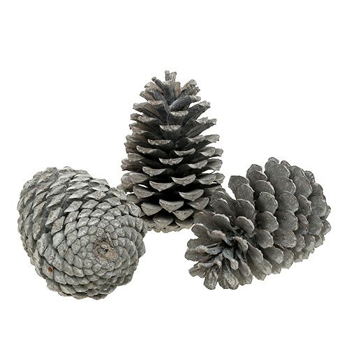 Floristik21 Maritima Zapfen 10cm - 14cm weißgewaschen 25 St