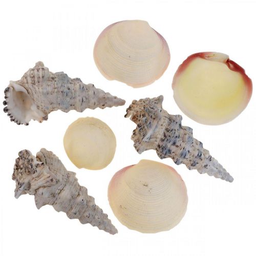 Maritime Deko Muscheln Schneckenhäuser Streudeko 600g