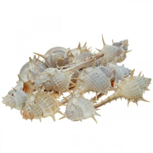 Floristik21 Maritime Deko Schneckenhäuser Stachelschnecke 3–6cm 1kg