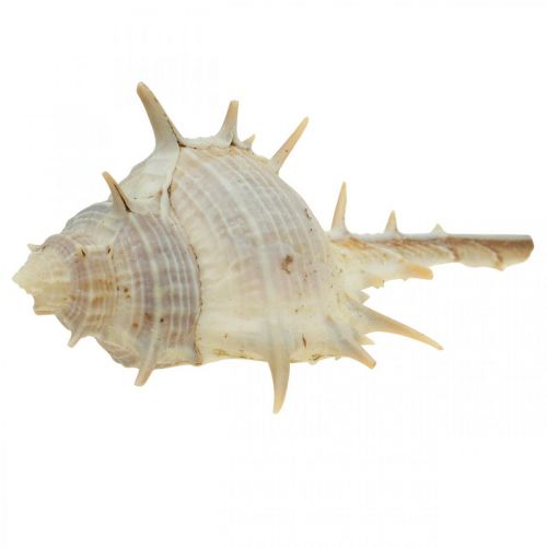 Artikel Maritime Deko Schneckenhäuser Stachelschnecke 3–6cm 1kg