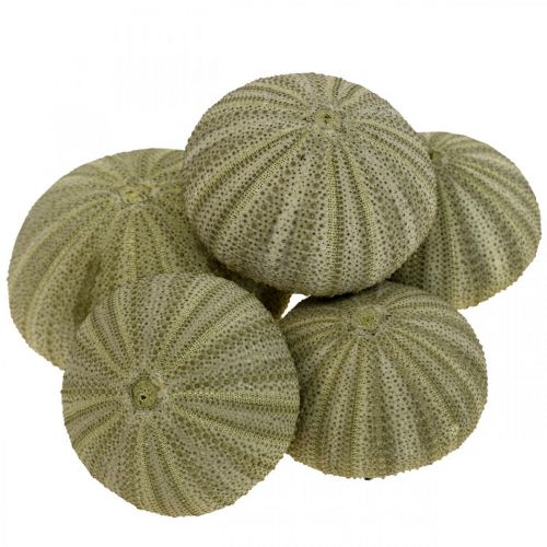 Floristik21 Maritime Deko Seeigel Deko Grün Sommerdeko Ø5-6cm 17 St