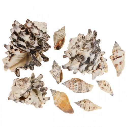 Maritime Deko Schneckenhäuser Deko Meeresschnecke 400g